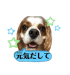 キャバリア♡オリバー④（個別スタンプ：11）