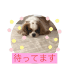 キャバリア♡オリバー④（個別スタンプ：12）