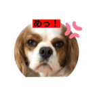 キャバリア♡オリバー④（個別スタンプ：13）