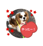 キャバリア♡オリバー④（個別スタンプ：17）