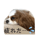 キャバリア♡オリバー④（個別スタンプ：19）
