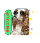 キャバリア♡オリバー④（個別スタンプ：20）