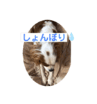 キャバリア♡オリバー④（個別スタンプ：24）