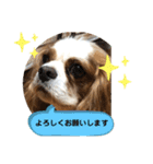 キャバリア♡オリバー④（個別スタンプ：25）