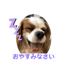 キャバリア♡オリバー④（個別スタンプ：28）
