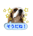 キャバリア♡オリバー④（個別スタンプ：29）