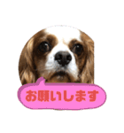 キャバリア♡オリバー④（個別スタンプ：30）