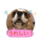 キャバリア♡オリバー④（個別スタンプ：31）
