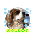 キャバリア♡オリバー④（個別スタンプ：32）