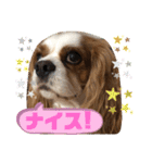 キャバリア♡オリバー④（個別スタンプ：34）