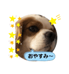 キャバリア♡オリバー④（個別スタンプ：35）