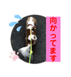キャバリア♡オリバー④（個別スタンプ：39）