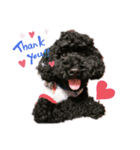 黒トイプーヒロの気持ち♡（個別スタンプ：1）