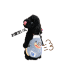 黒トイプーヒロの気持ち♡（個別スタンプ：13）