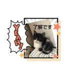 大将どす（個別スタンプ：6）