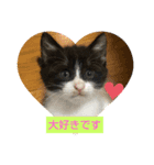 大将どす（個別スタンプ：7）