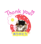 大将どす（個別スタンプ：8）