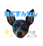 名犬サクちゃん4（個別スタンプ：1）
