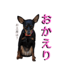 名犬サクちゃん4（個別スタンプ：2）