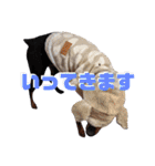 名犬サクちゃん4（個別スタンプ：3）