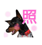 名犬サクちゃん4（個別スタンプ：5）
