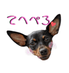 名犬サクちゃん4（個別スタンプ：6）