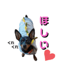 名犬サクちゃん4（個別スタンプ：7）