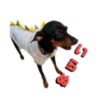 名犬サクちゃん4（個別スタンプ：8）