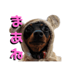 名犬サクちゃん4（個別スタンプ：9）