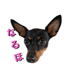 名犬サクちゃん4（個別スタンプ：10）