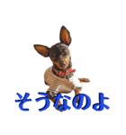 名犬サクちゃん4（個別スタンプ：11）