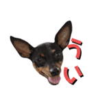 名犬サクちゃん4（個別スタンプ：12）