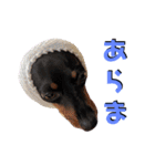名犬サクちゃん4（個別スタンプ：13）