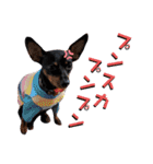 名犬サクちゃん4（個別スタンプ：14）