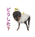 名犬サクちゃん4（個別スタンプ：15）