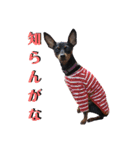 名犬サクちゃん4（個別スタンプ：16）