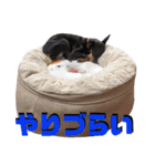 名犬サクちゃん4（個別スタンプ：18）