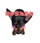 名犬サクちゃん4（個別スタンプ：20）