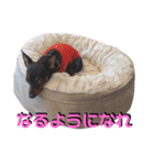 名犬サクちゃん4（個別スタンプ：21）