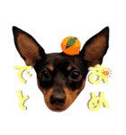 名犬サクちゃん4（個別スタンプ：22）