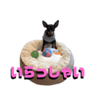 名犬サクちゃん4（個別スタンプ：23）