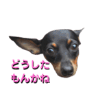 名犬サクちゃん4（個別スタンプ：24）