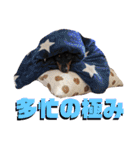 名犬サクちゃん4（個別スタンプ：25）