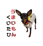 名犬サクちゃん4（個別スタンプ：27）