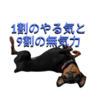 名犬サクちゃん4（個別スタンプ：28）