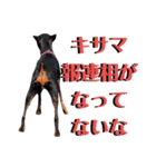 名犬サクちゃん4（個別スタンプ：29）