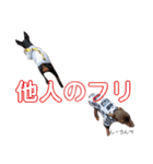 名犬サクちゃん4（個別スタンプ：30）