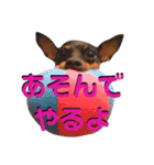 名犬サクちゃん4（個別スタンプ：31）