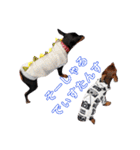 名犬サクちゃん4（個別スタンプ：32）