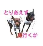 名犬サクちゃん4（個別スタンプ：33）